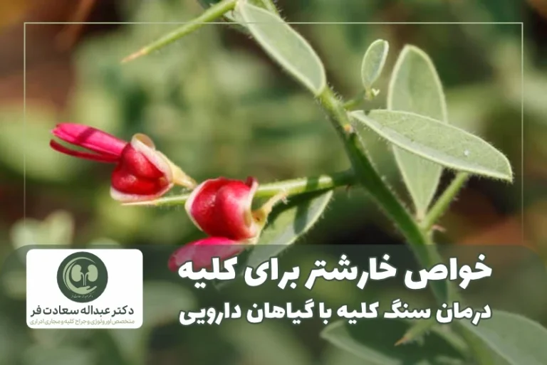 خواص خارشتر برای کلیه درمان سنگ کلیه با گیاهان دارویی
