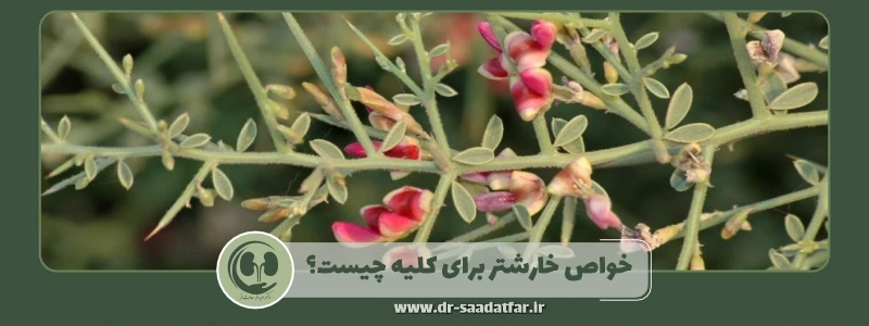 خواص خارشتر برای کلیه چیست؟